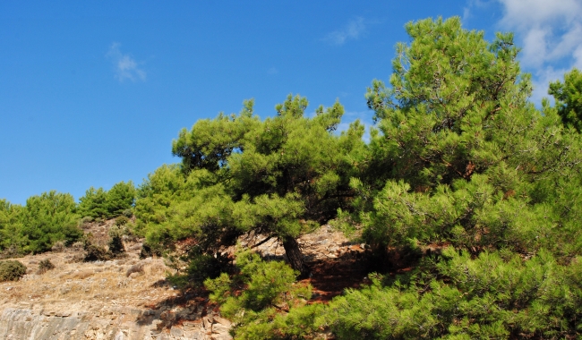 Sursa foto: www.101stiri.ro-Brîndușa DAN  Insula Thassos, Grecia