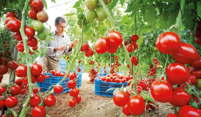 Sursa foto: glasul-hd.ro Tomatele sunt și ele pe lista legumelor periculoase