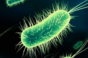 Ce este și cum se transmite bacteria E.coli, care a făcut ravagii printre bebeluși