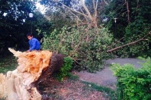 IMAGINILE GROAZEI ÎN PARCUL DE LA GARA CONSTANȚA, DUPĂ FURTUNĂ! COPACII PRĂBUȘIȚI BLOCHEAZĂ ALEILE ȘI SUNT UN PERICOL PENTRU COPII!